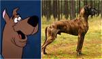 What Kind of a Dog Is Scooby Doo?