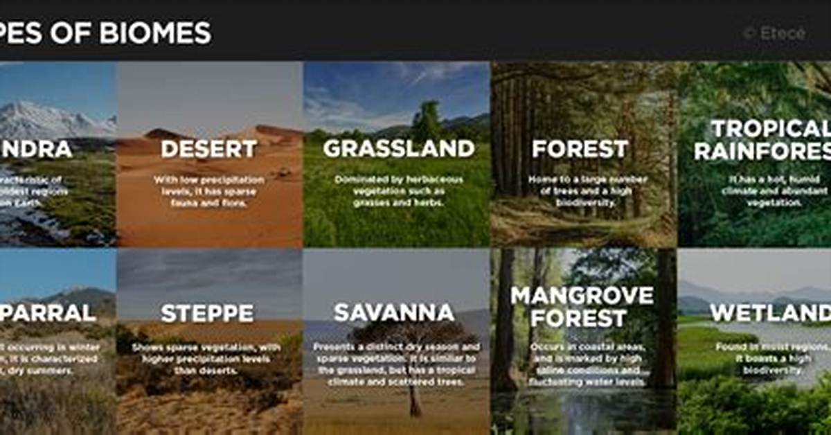What Kind of Biomes Are Found at the Tops of High Mountains?