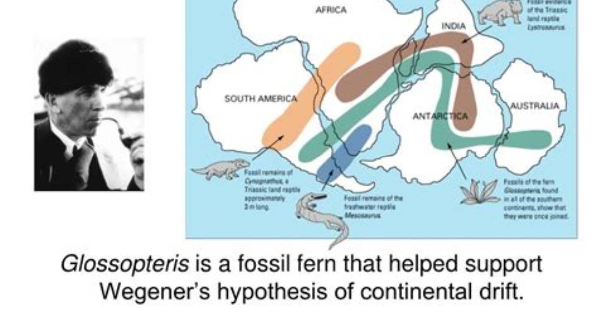 What Kind of Fossil Evidence Supported Wegener's Hypothesis