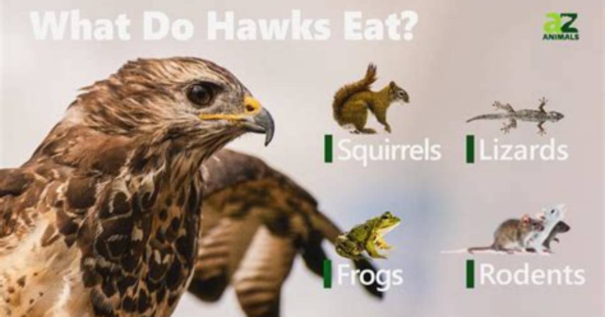 What Kind of Hawks Eat Squirrels?