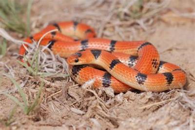 What Kind of Snake Has an Orange Stripe Down Its Back?