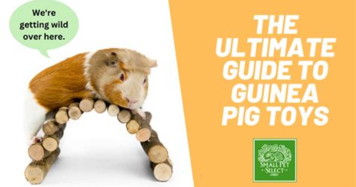 What Kind of Toys Do Guinea Pigs Play with?