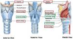 What Laryngeal Cartilage Is Composed of Elastic Cartilage?