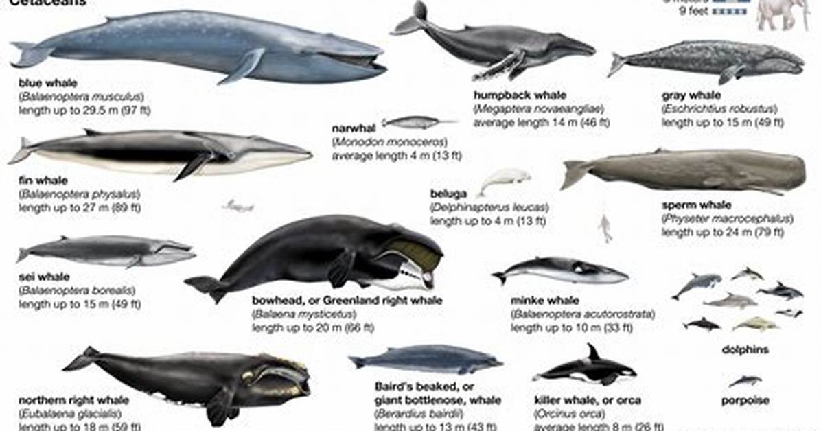 What Makes a Whale a Mammal