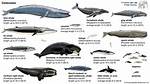 What Makes a Whale a Mammal