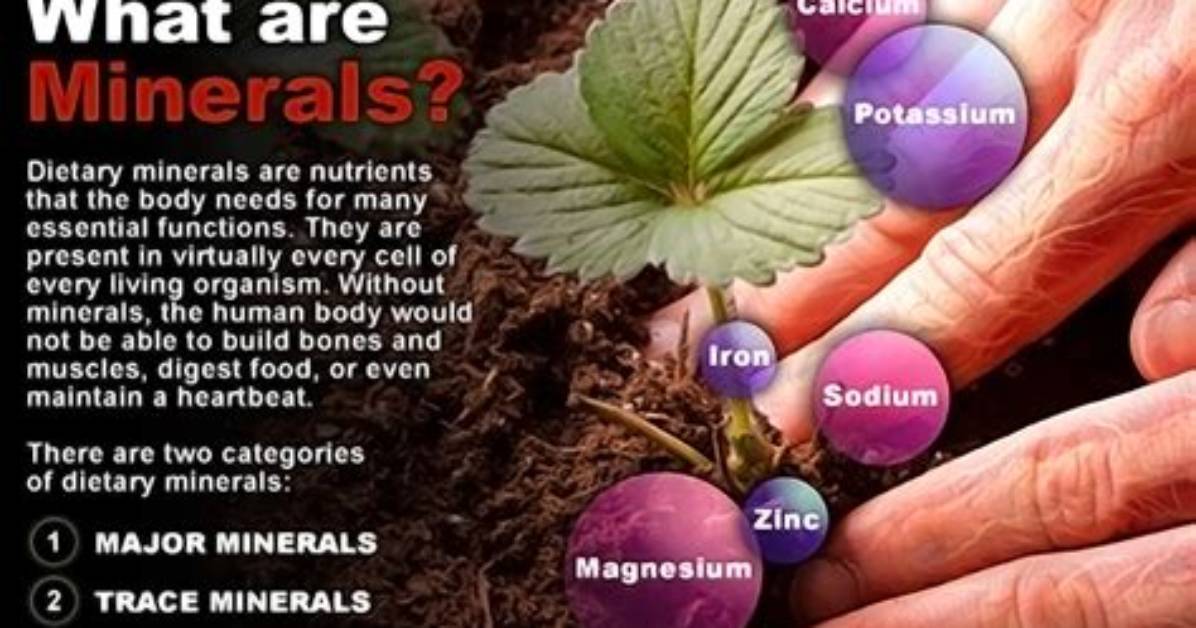 What Minerals Does the Body Need?