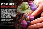 What Minerals Does the Body Need?