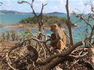 What Monkeys Live in Puerto Rico?