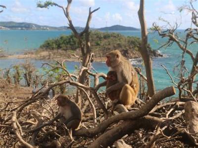 What Monkeys Live in Puerto Rico?