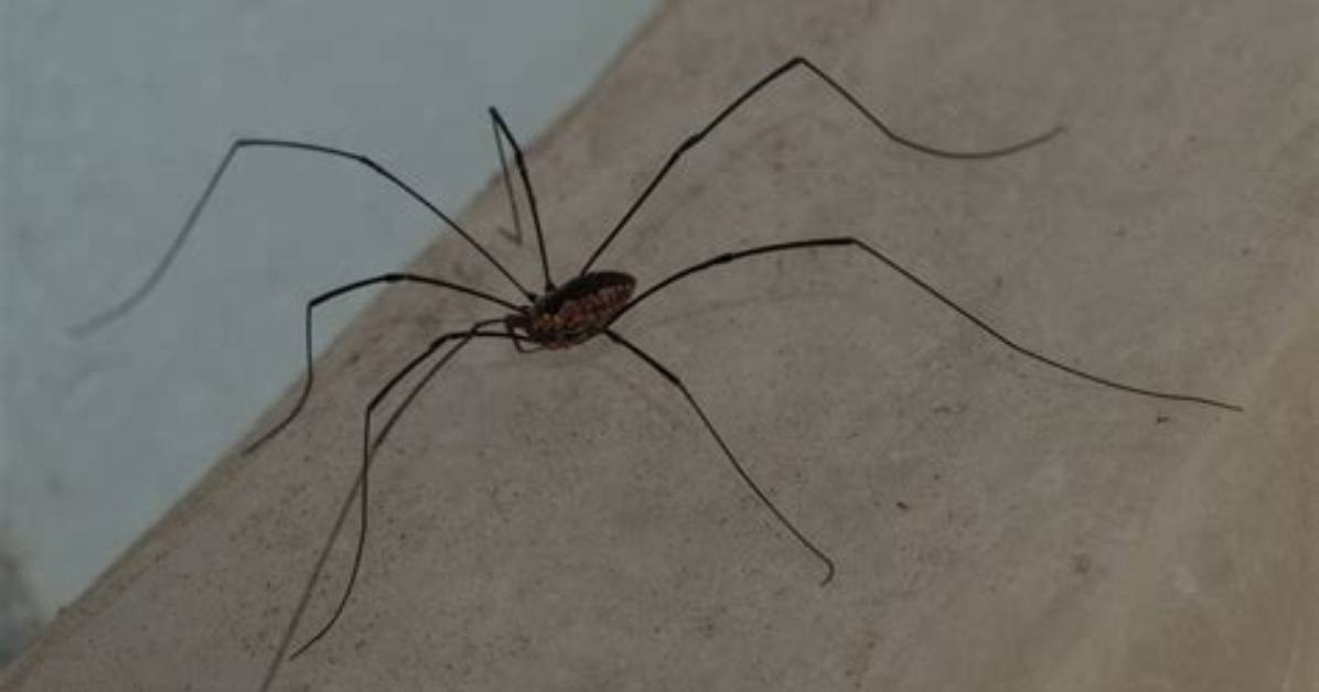 What Month Do Daddy Long Legs Appear?