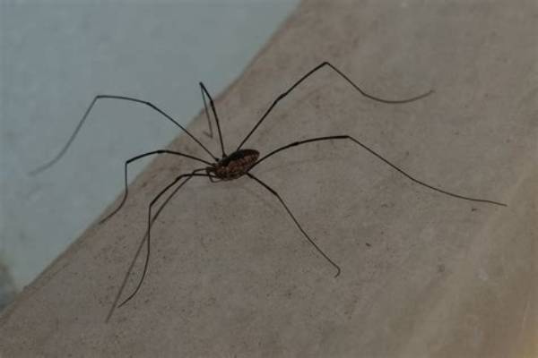 What Month Do Daddy Long Legs Appear?