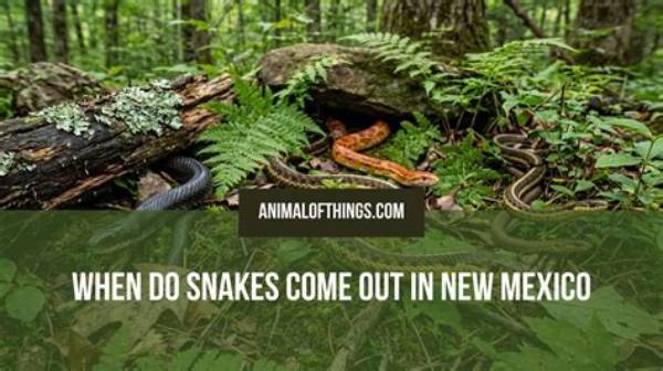 What Month Do Snakes Come out?