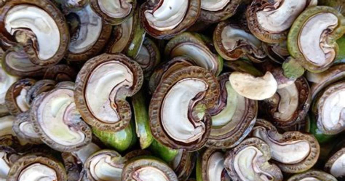 What Nut Shell Is Poisonous?