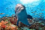What Ocean Do Dolphins Live In