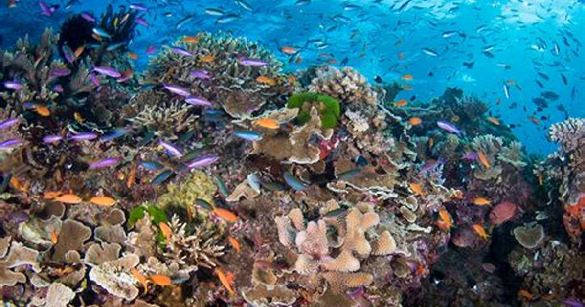 What Ocean Zone Is the Coral Reef In