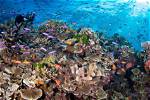 What Ocean Zone Is the Coral Reef In