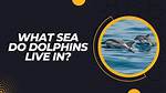 What Oceans Do Dolphins Live In