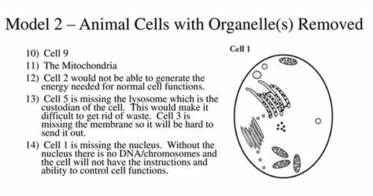 What Organelle Gets Rid of Waste in a Cell