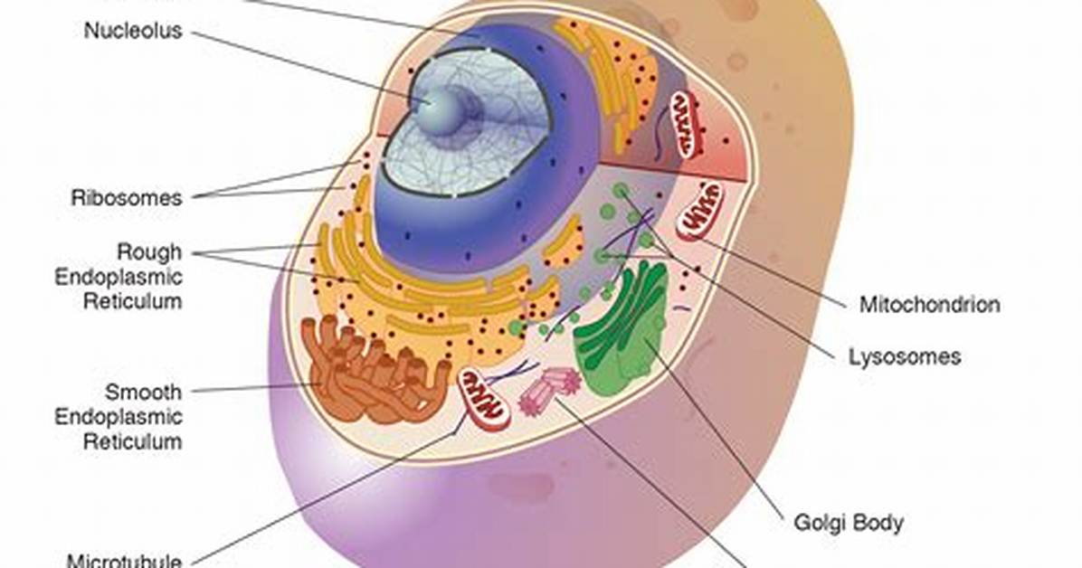 What Organelle Is Responsible for Releasing Energy in a Cell
