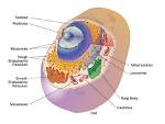 What Organelle Is Responsible for Releasing Energy in a Cell