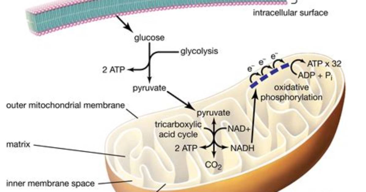 What Organelle Produces Atp During Cell Respiration