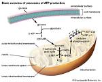 What Organelle Produces Atp During Cell Respiration