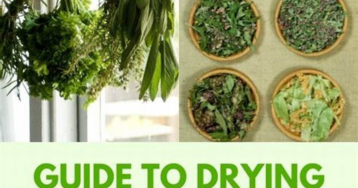 What Oven Temp to Dry Herbs?