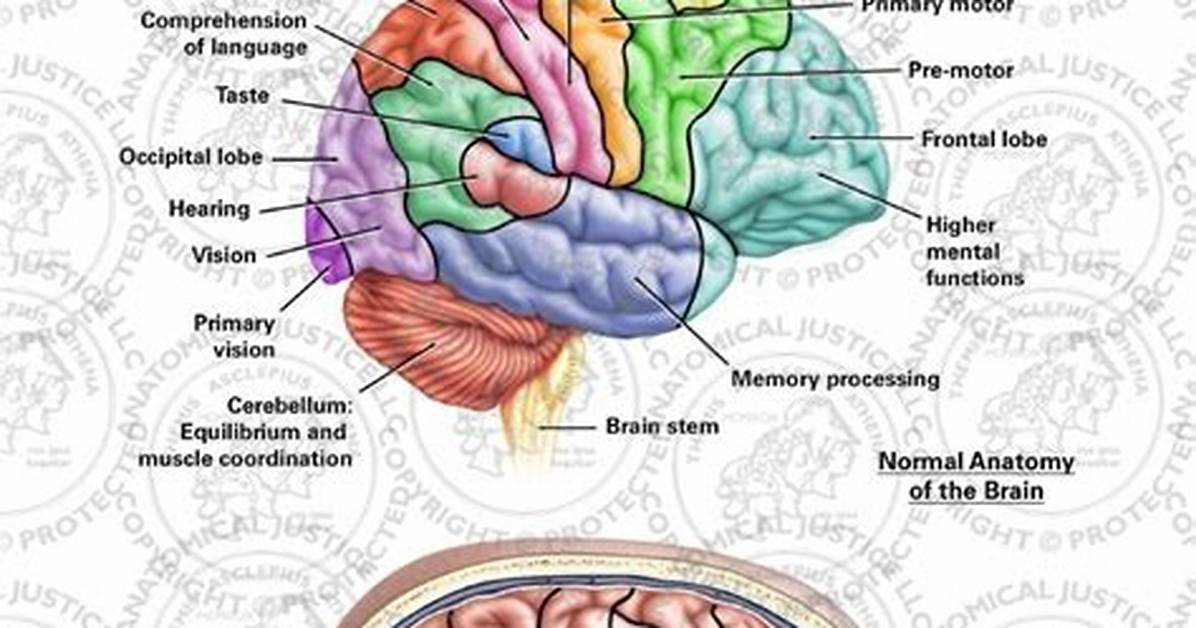 What Part of the Brain Is Affected by Epilepsy?