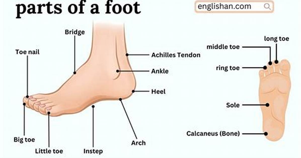 What Part of the Foot Do You Rub for Back Pain?
