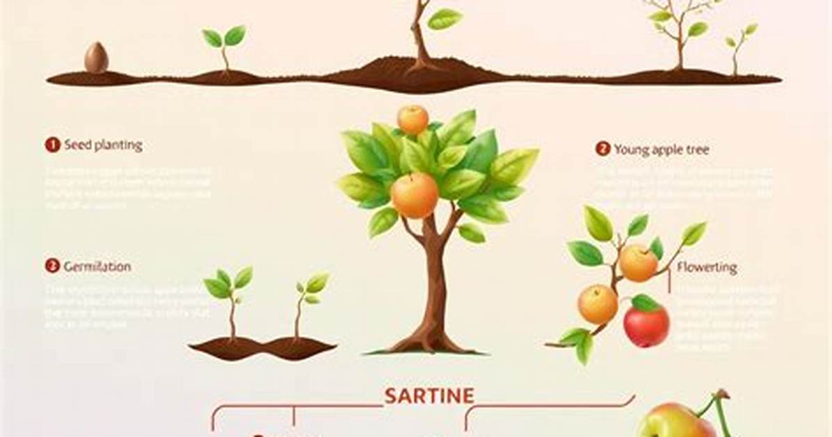 What Plant Do Apples Belong to?