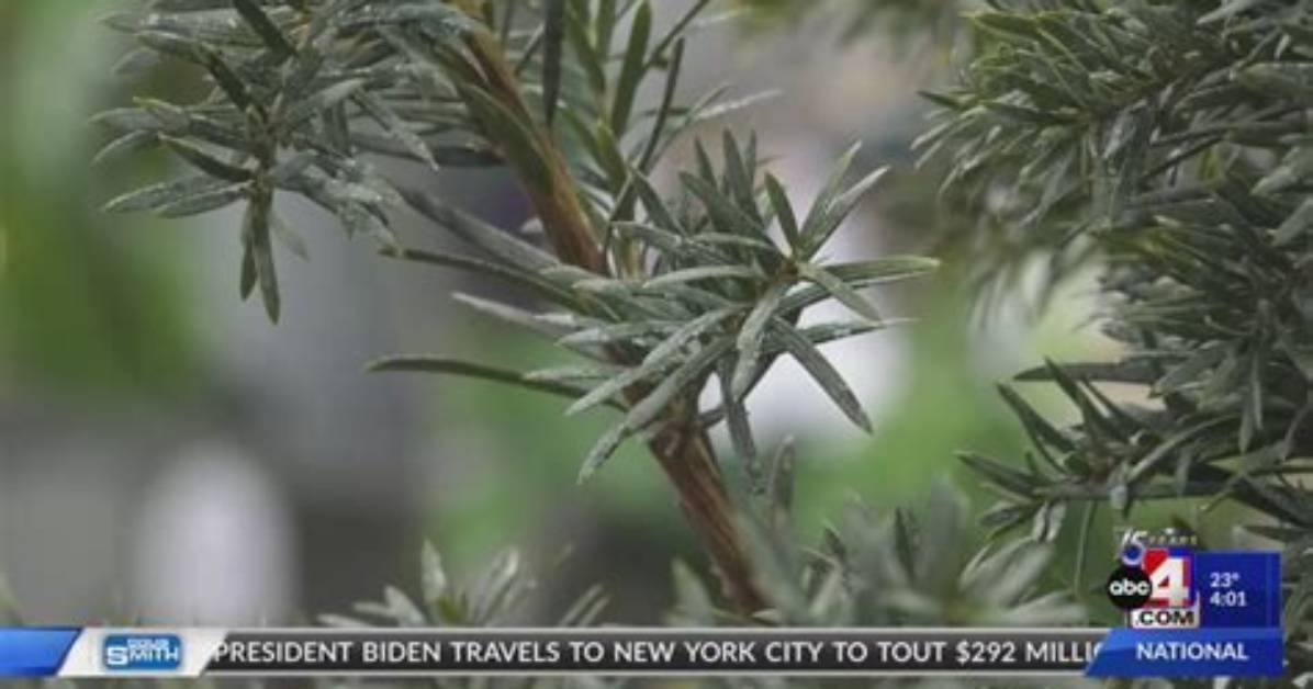 What Plant Kills Deer?
