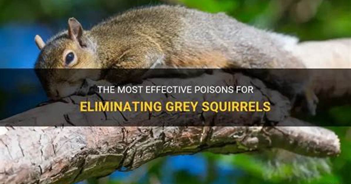 What Poison Kills Squirrels Instantly?