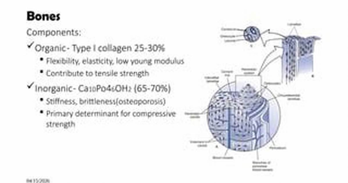 What Provides Bones with Flexibility and Tensile Strength