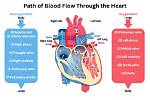 What River Flows Through the Heart of Paris