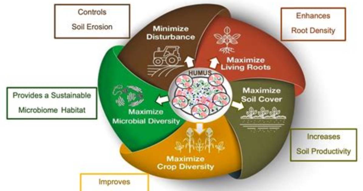 What Role Does Humus Play in Soil Fertility