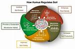 What Role Does Humus Play in Soil Fertility