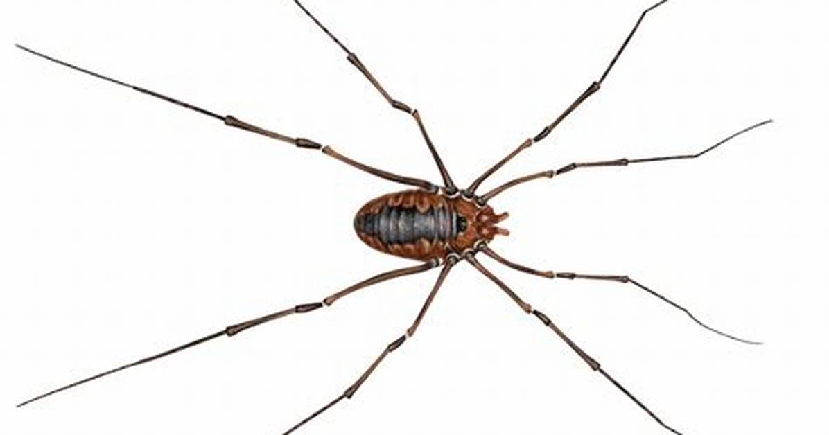 What's a Daddy Long Leg?