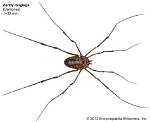 What's a Daddy Long Leg?