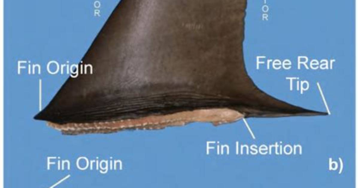 What's a Dorsal Fin?