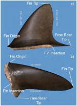 What's a Dorsal Fin?