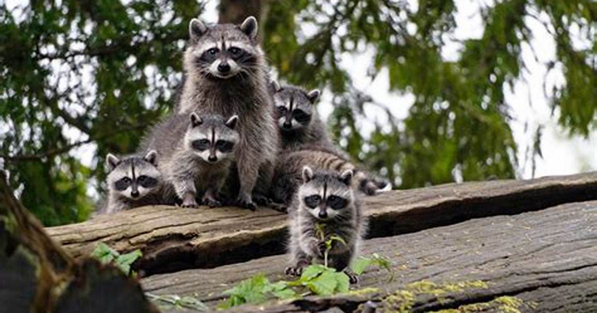 What's a Group of Raccoons Called?