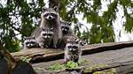 What's a Group of Raccoons Called?