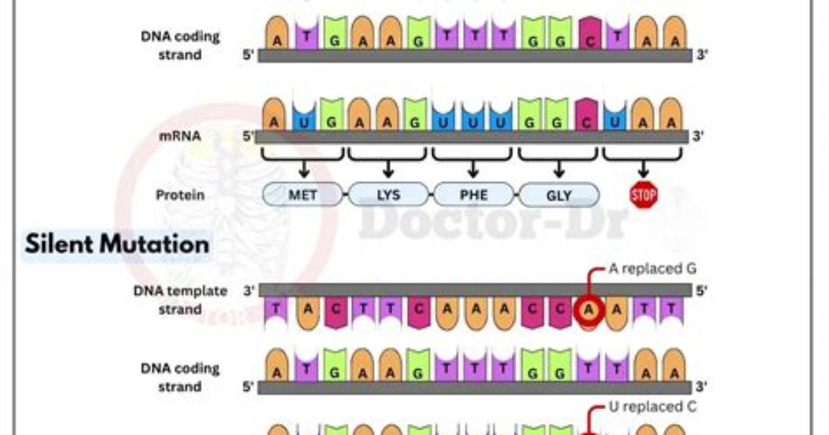 What's a Silent Mutation?