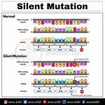 What's a Silent Mutation?