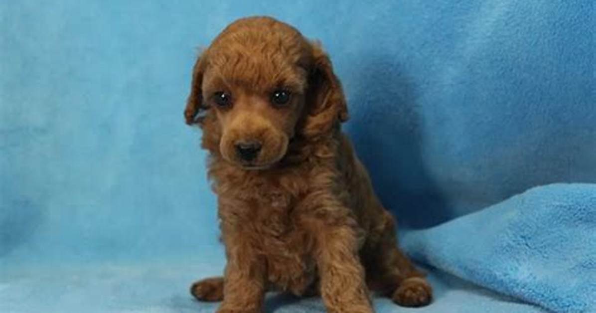 What's a Sired Puppy?