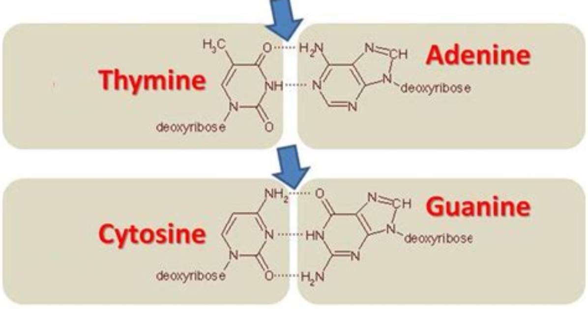 What's Always Paired with Thymine?