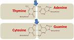 What's Always Paired with Thymine?