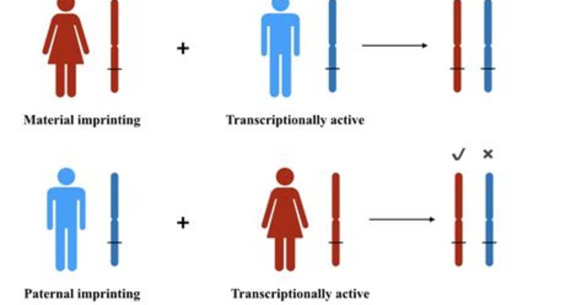 What's an Imprinted Gene?