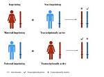 What's an Imprinted Gene?