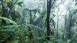 What's Does Jungle Mean?